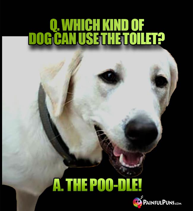 q. which kind of dog can use the toilet? A. The Poo-dle!