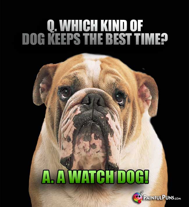 Q. Which kind of dog keeps the best time? A. A Watch dog!