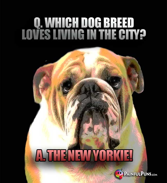 Q. Which dog breed loves living in the city? A. the New Yorkie!