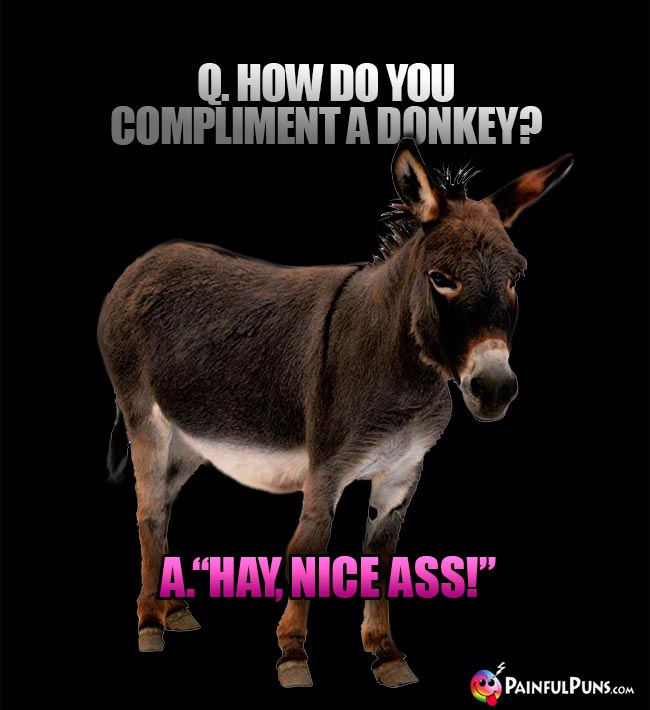 Q. How do you compliment a donkey? A. "Hay, nice ass!"