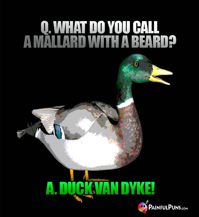 Q. what do you call a Mallard with a beard? A. Duck Van Dyke!