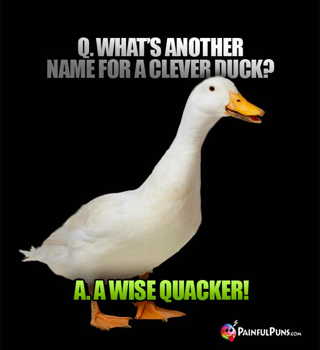 Q. What's another name for a clever duck? A. a wise quacker!