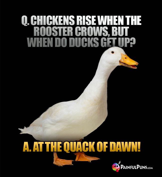 q. Chickens rise when the rooster crows, but when do ducks get up? A. At the quack of dawn!