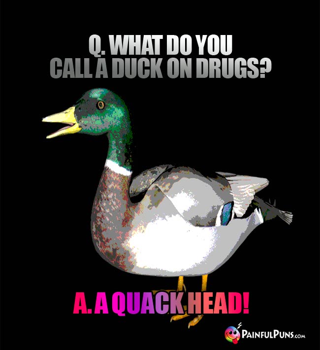 q. what do you call a duck on drugs? A. A quack head!