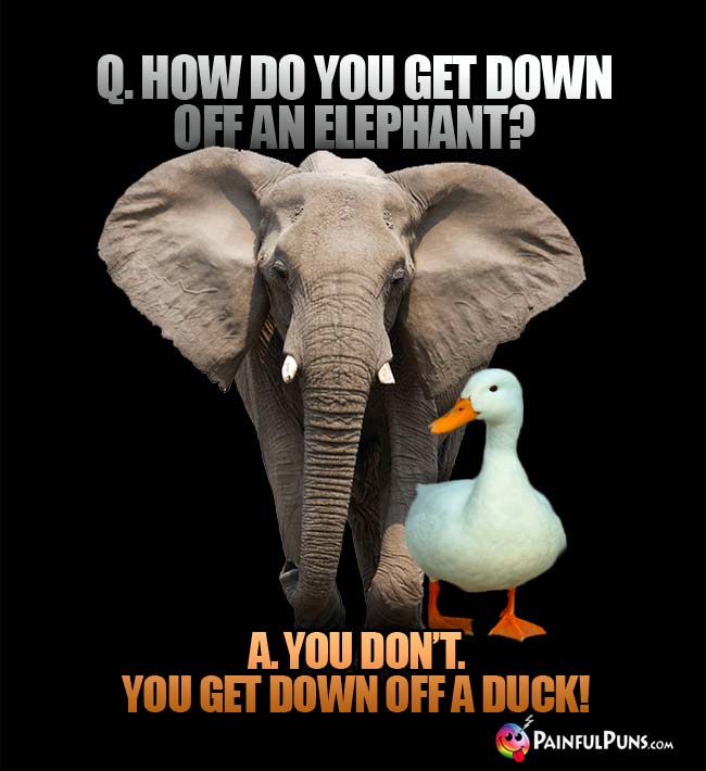 Q. How do you get down off an elephant? A. You don't. You get down off a duck!