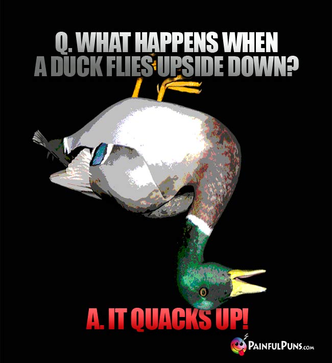q. What happens when a duck flies upside down? a. It quacks up!
