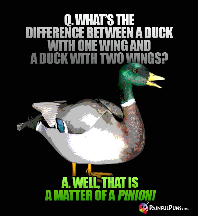 Q. What's the difference between a duck with one wing and a duck with two wings? A. well, that is a matter of a pinion!
