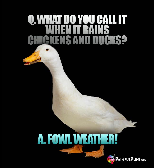 Q. What do you call it when it rains chickens and ducks? A. Fowl weather!
