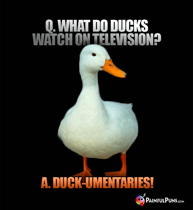 Q.What do ducks watch on television? A. Duck-umentaries!