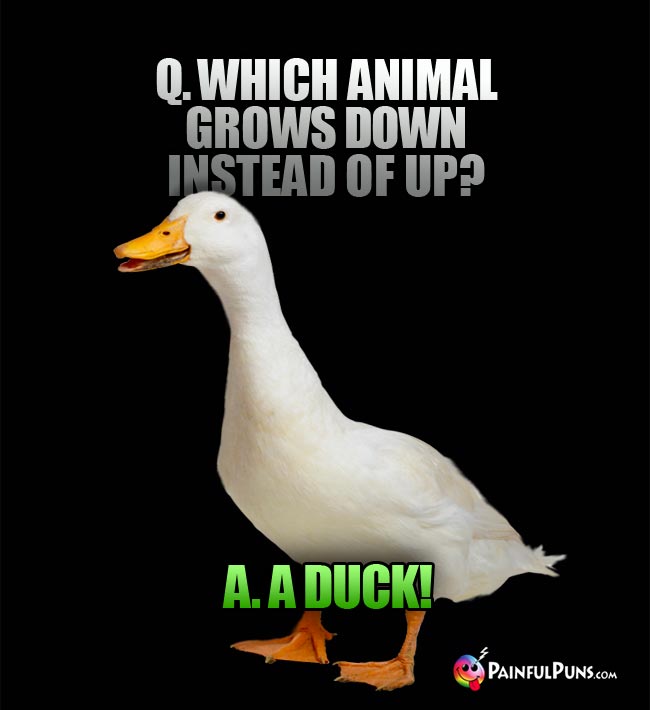q. Which animal grows down instead of up? a. A duck1