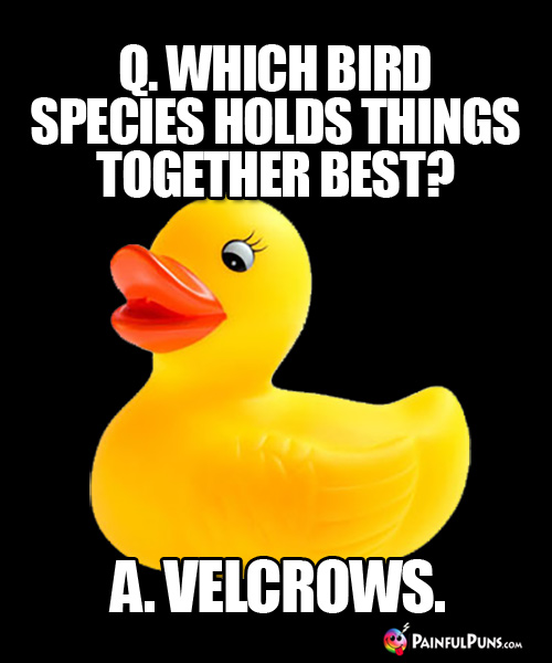 Q. Which bird species holds things together best? A. Velcrows.