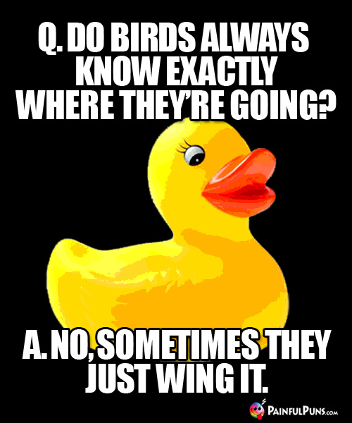 Q. Do Birds Always Know Exactly Where They're Going? A. No, sometimes they just wing it.