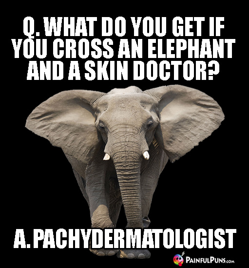 Q. What do you get if you cross an elephant and a skin doctor? A. Pachydermatologist