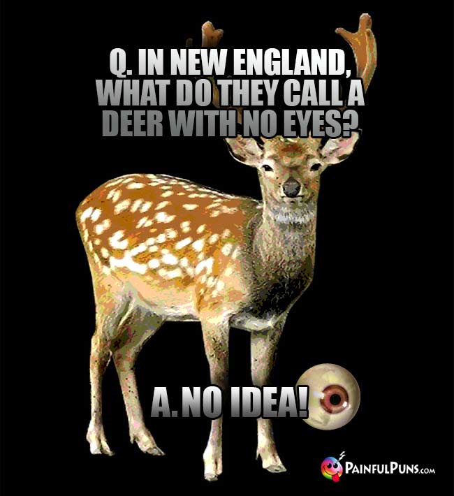 Q. In New England, what do they call a deer with no eyes? A. No Idea!