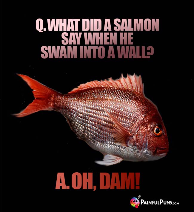 Q. What did a salmon say when he swam into a wall? A. Oh, Dam!