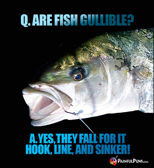 Q. Are fish gullible? A. Yes, they fall for it hook, line, and sinker!