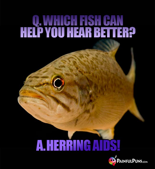 Q. Which fish can help you hear better? a. Herring Aids!