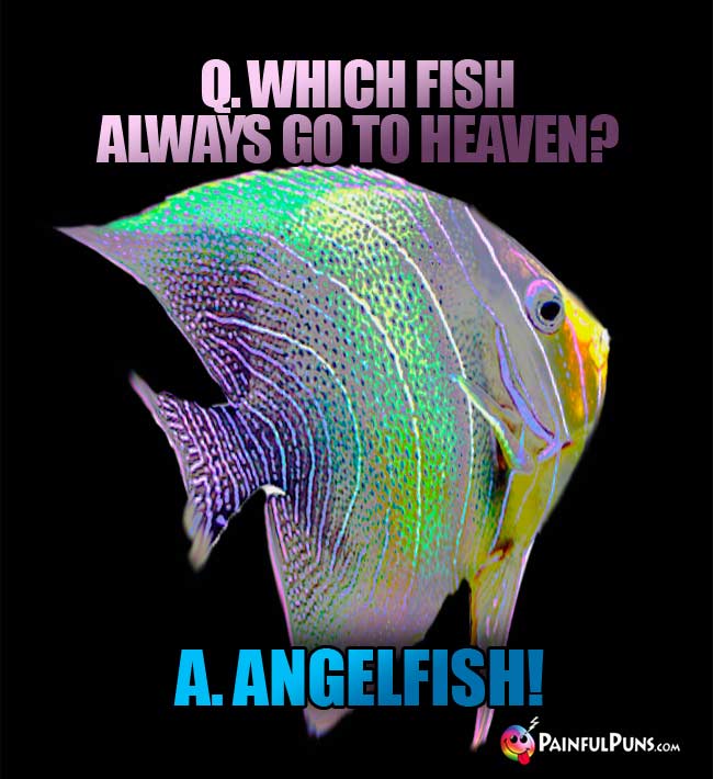 Q. Which fish always go to heaven? a. Angelfish!