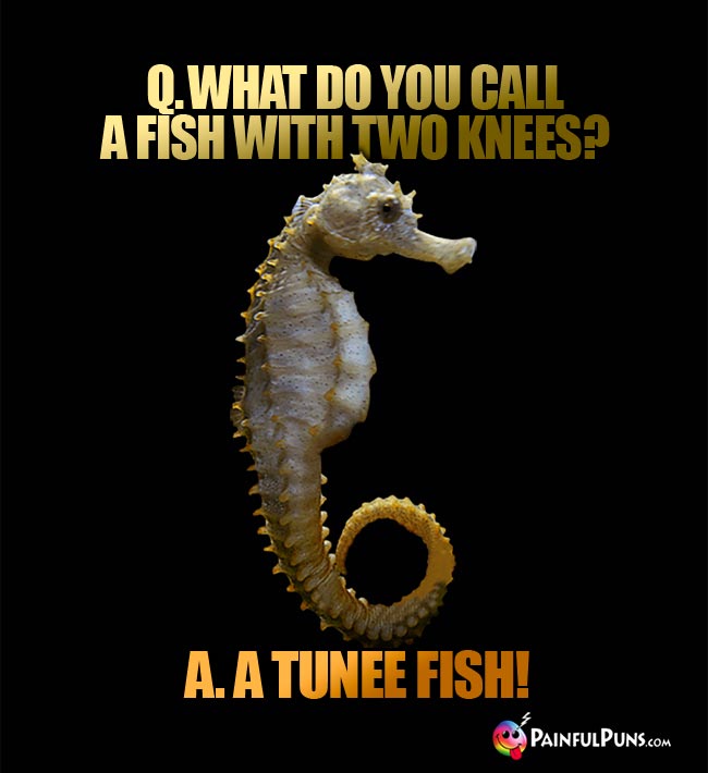 Q. What do you call a fish with two knees? A. a Tunee Fish!
