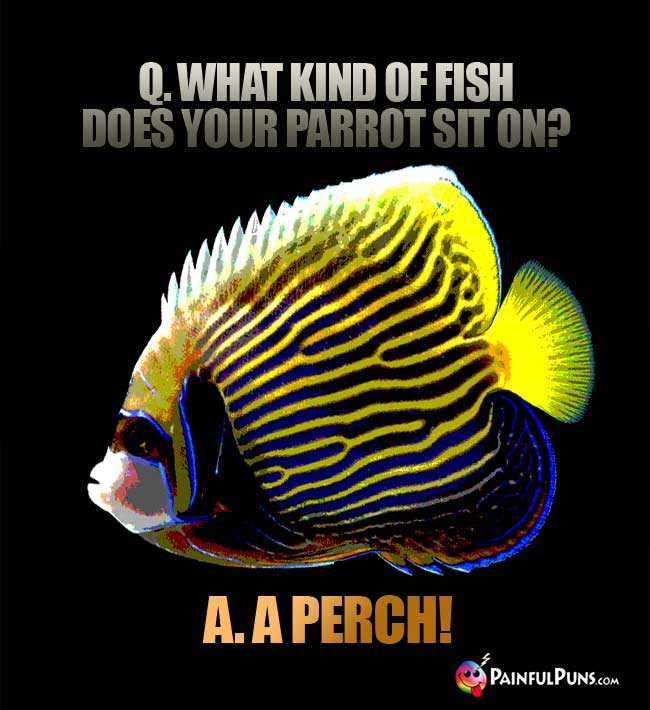 Q. What kind of fish does your parrot sit on? A. A perch!