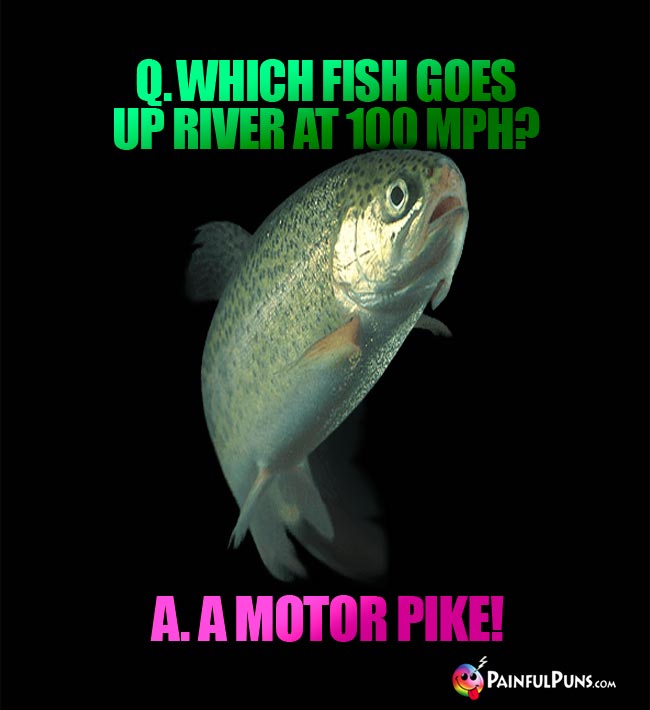Q. Which fish goes up river at 100 MPH? A. A Motor Pike!