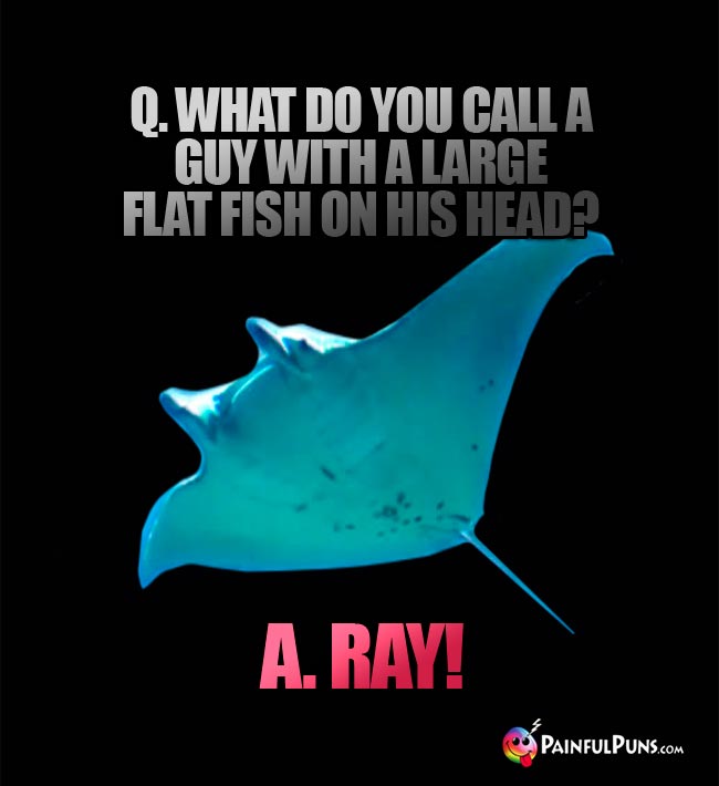 Q. What do you call a guy with a large flat fish on his head? A. Ray!
