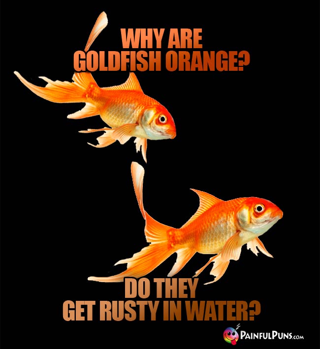 Why are goldfish orange? Do they get rusty in water?