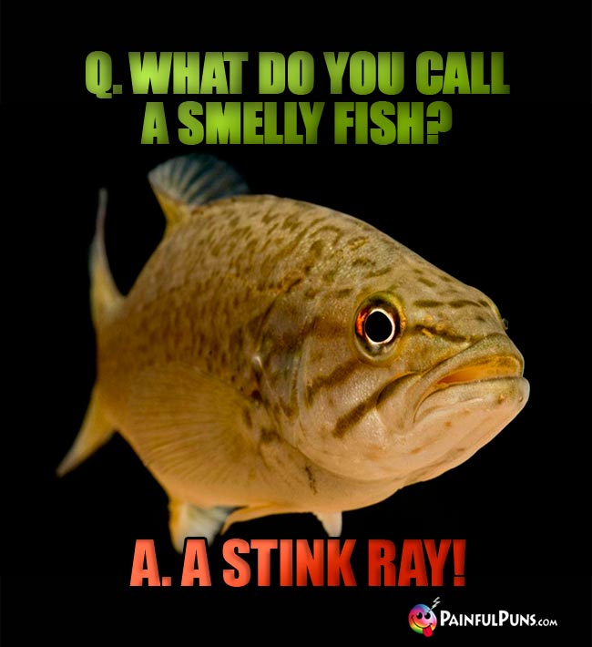 Q. What do you call a smelly fish? A.. A Stink Ray!