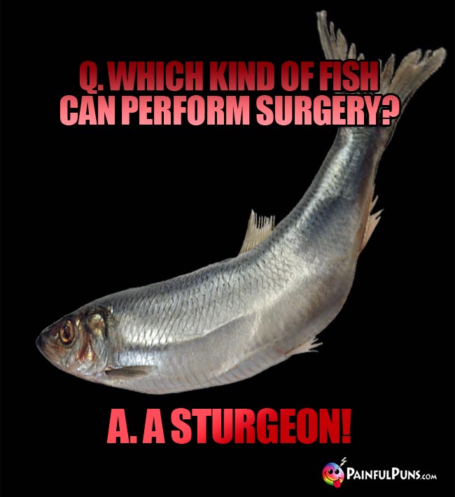 Q. Which kind of fish can perform surgery? A. a sturgeon!