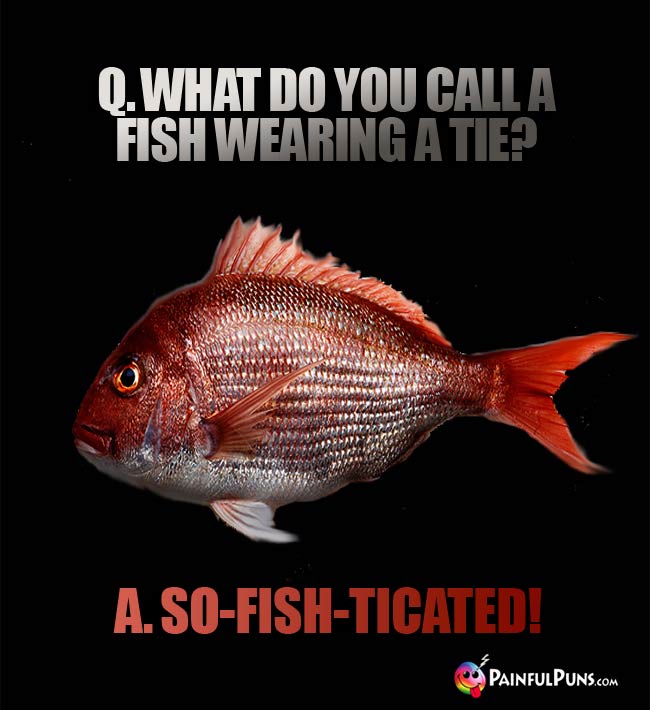 Q. What do you call a fish wearing a tie? A. So-fish-ticated!