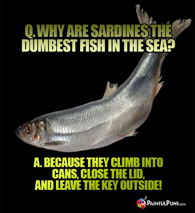 q. why are sardines the dumbest fish in the sea? a. Because they climb into cans, close the lid, and leave the key outside!