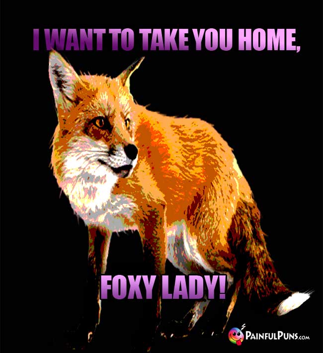 Sly Fox Says: I Want To Take You Home, Foxy Lady!