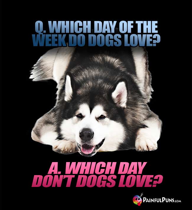 Q. Which day of the week do dogs love? A. Which day don't dogs love?