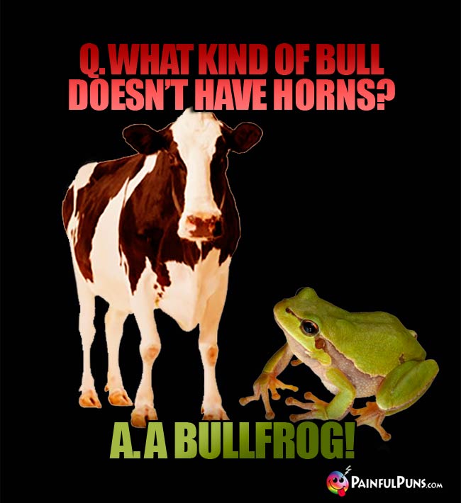 Q. What kind of bull doesn't have horns? A. A bullfrog!