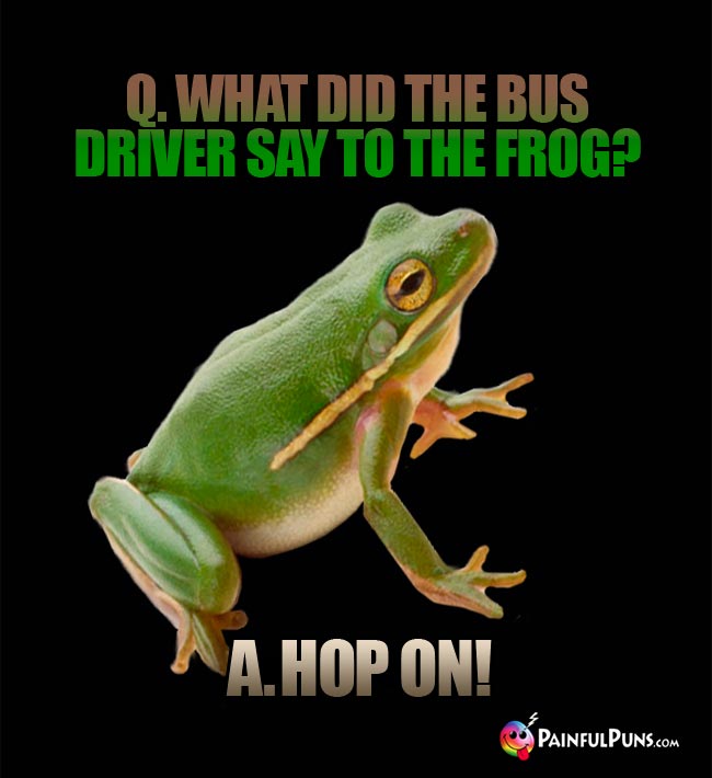 Q. What did the bus driver say to the frog? A. Hop On!