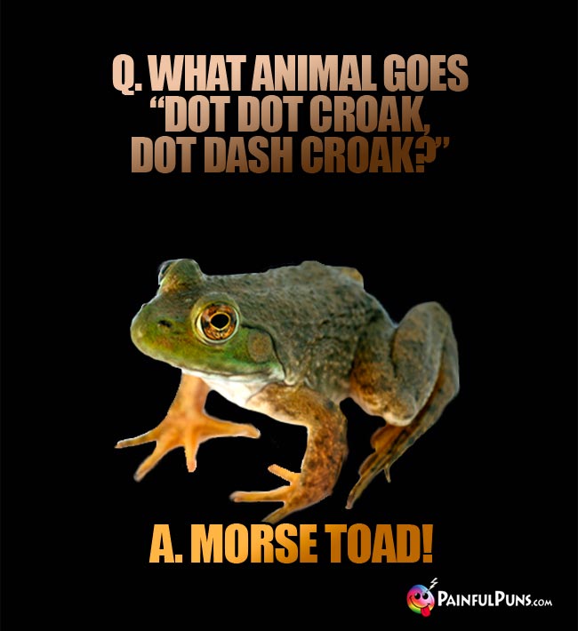Q. What ahimal goes "Dot dot croak, dot dash croak? A. Morse Toad!
