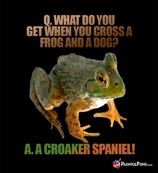 Q. What do you get when you cross a frog and a dog? A. A Croaker Spaniel!
