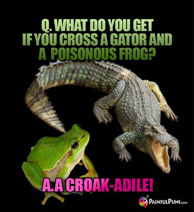 Q. What do you get if you cross a gator and a poisonous frog? A. A Croak-Adile!