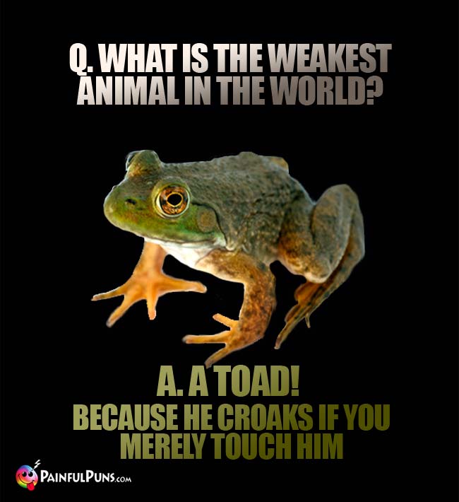Q. What is the weakest animal in the world? A. A toad! Because he croaks if you merely touch him.