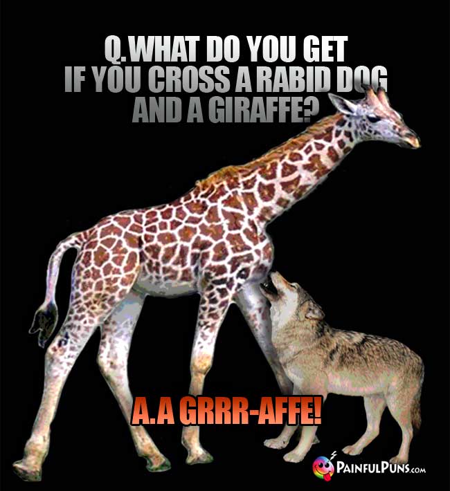 Q. What do you get if you cross a rabid dog and a giraffe? A. a Grrr-affe!