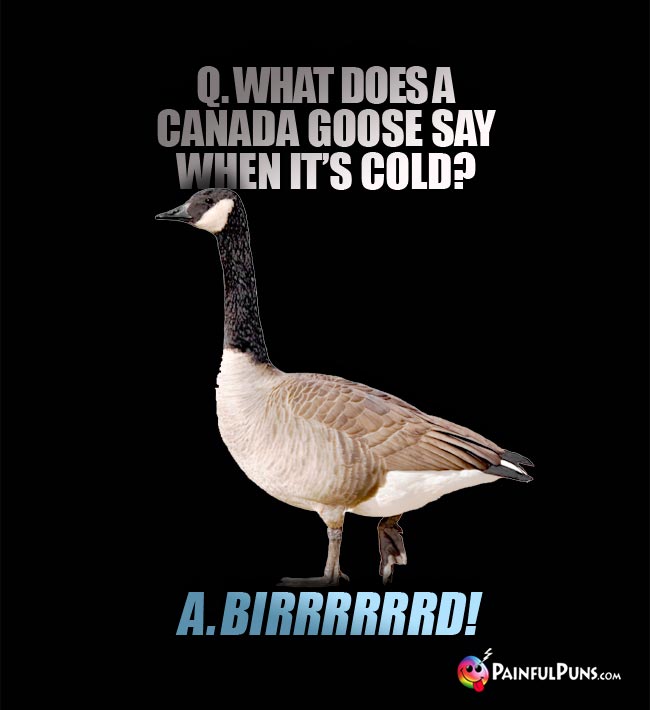 Q What does a Canada goose say when it's cold? A. Birrrrrrd!