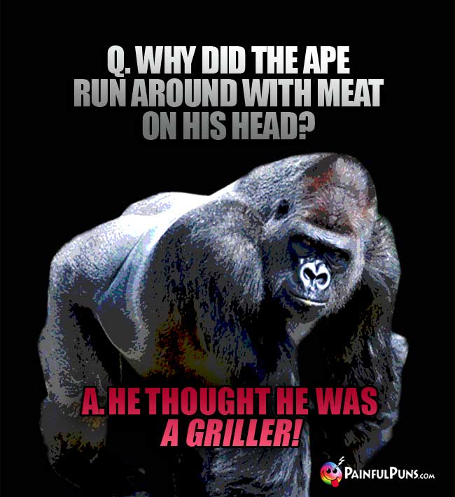 Q. Why did the ape run around with meat on his head? A. He thought he was a griller!