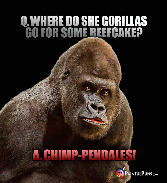 Q. Where do she gorillas go for some beefcake? A. Chimp-pendales!