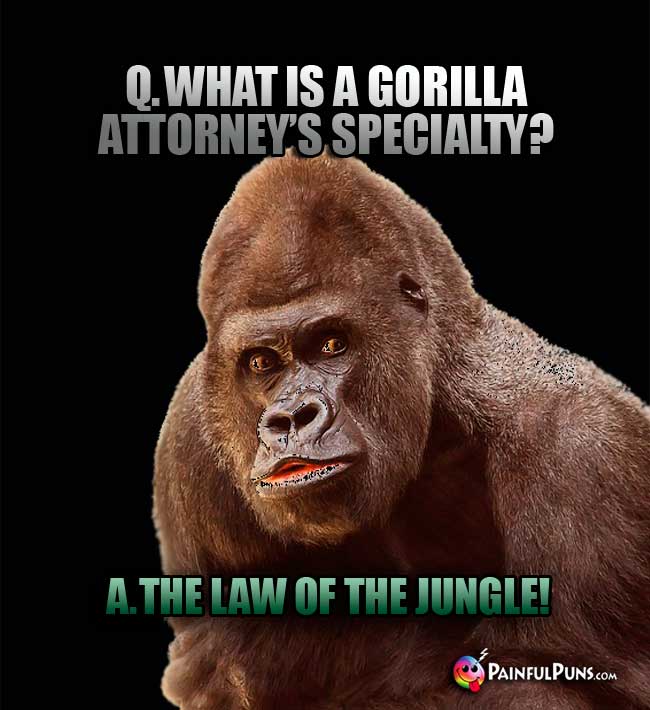 Q. What is a gorilla attorney's specialty? A. the law of the jungle!