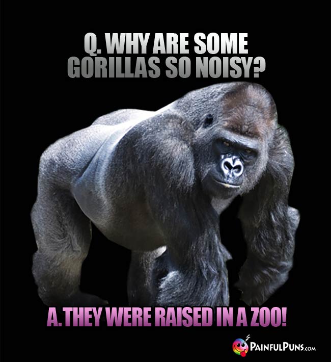 Q. Why are some gorillas so noisy? A. They were raised in a zoo!