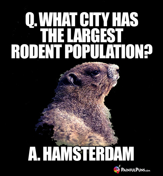 Q. What City Has the Largest Rodent Population? A. Hamsterdam