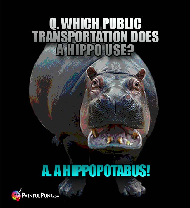 Q. Which public transportation does a hippo use? A. A hippopotabus!