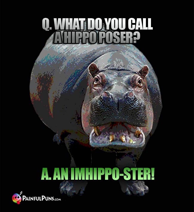 Q. What do you call a hippo poser? A.. An imhippo=ster!