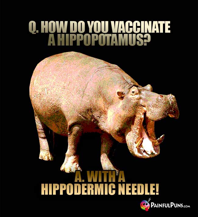 Q. How do you vaccinate a hippopotamus? A. With a hippodermic needle!