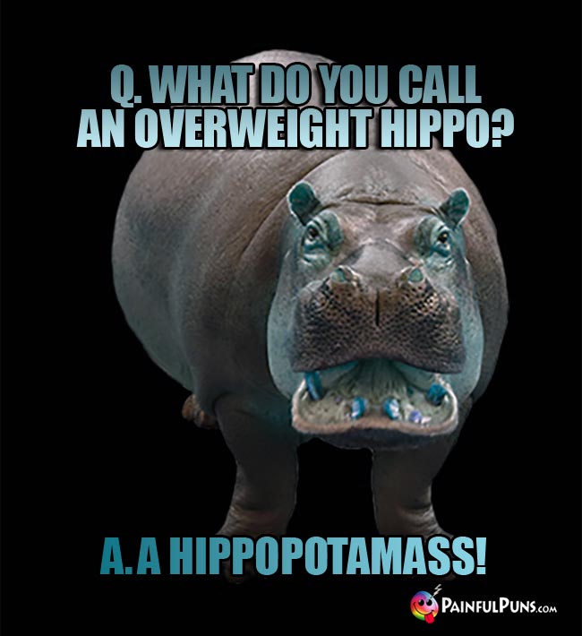 Q. What do you call an overweight hippo? A. A Hippopotamass!